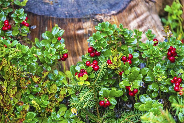Red Lingonberry (Vaccinium vitis-idaea) growing by a tree stump on the forest ground at autumn