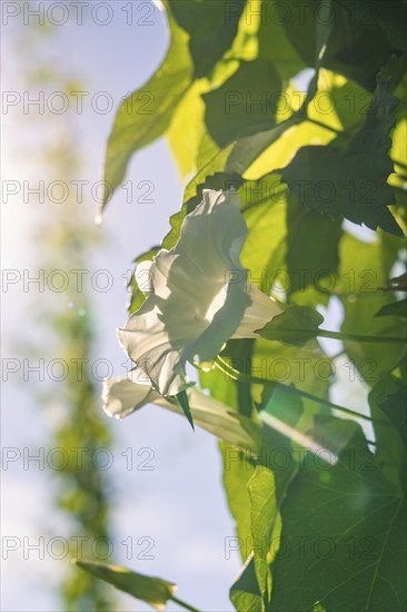 White flower on a green leaf, illuminated by the sun's rays and natural surroundings, hop garden,