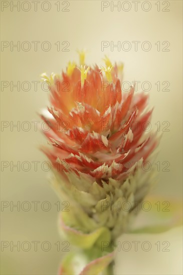 Spherical amaranth (Gomphrena haageana), flower, ornamental plant, North Rhine-Westphalia, Germany,