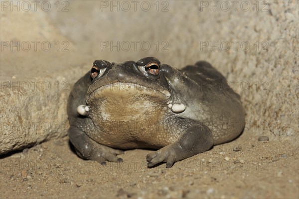 Colorado toad or Sonora desert toad (Incilius alvarius. Bufo alvarius), captive, occurrence in