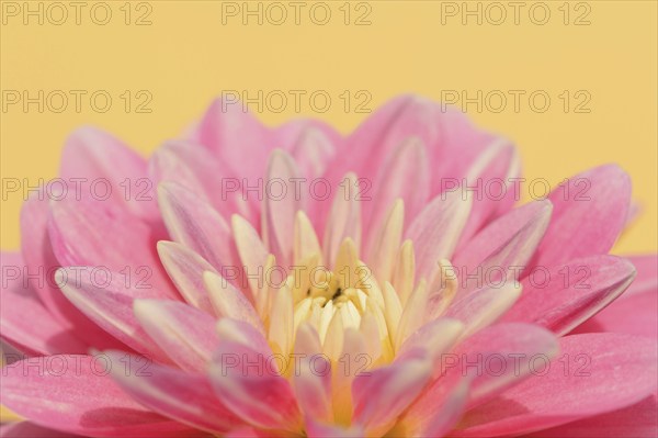 Dahlia (Dahlia Hybride), flower, ornamental plant, North Rhine-Westphalia, Germany, Europe