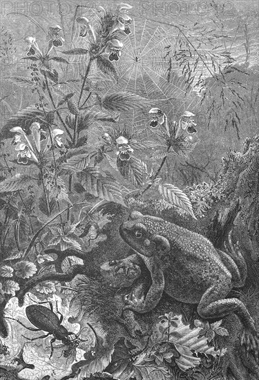 Toad, Bufo bufo, hunting for insects, Historical, digitally restored reproduction from a 19th