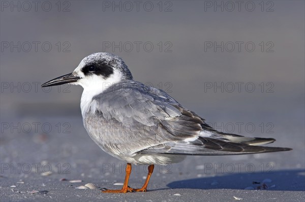 Forster's tern (Sterna forsteri), Little Estero Lagoon, Ft. Myers Beach, Florida, USA, North