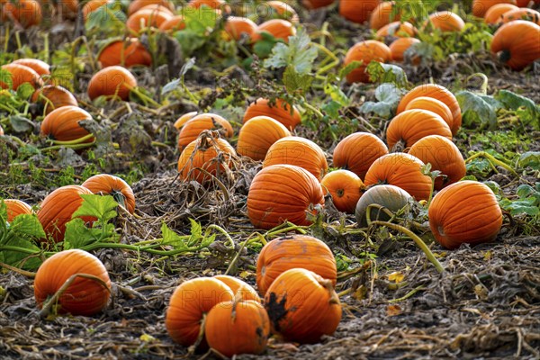 Pumpkins, shortly in front of harvest in a field North Rhine-Westphalia, Germany, Europe