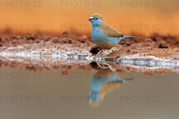 Blue waxbill (Uraeginthus angolensis), Angola butterfly finch, adult, at the water, Kruger National