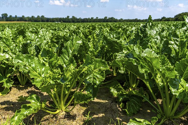 Agriculture, field, field with sugar beet, early growth stage, vigorous growth, near Issum, North
