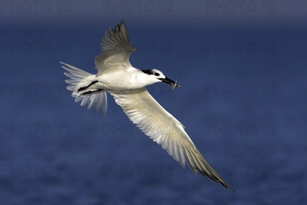 Sandwich tern (Sterna sandvicensis), Bowman's Beach, Sanibel Island, Florida, USA, North America