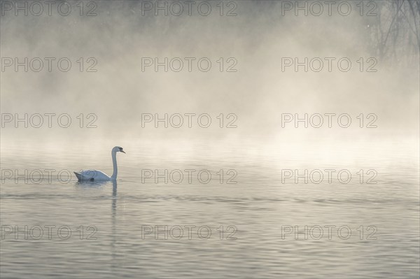 Mute swan (Cygnus olor) silhouette in the morning mist on the water of a lake. Bas-Rhin, Alsace,