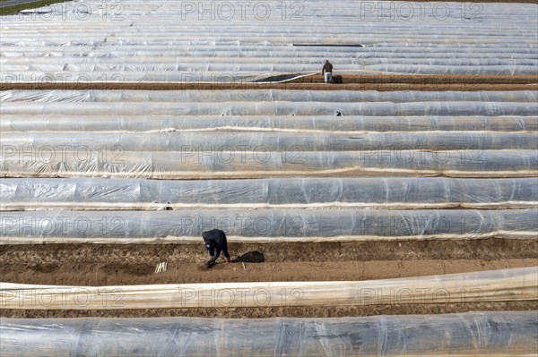 Asparagus harvest in the Rhineland, asparagus pickers at work in an asparagus field covered with