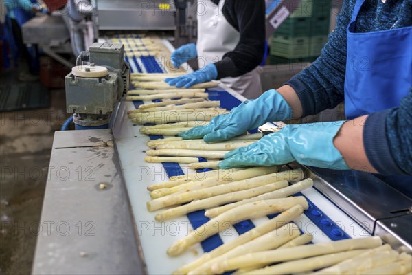 Asparagus farm, white asparagus is washed, cut and sorted by quality after harvesting, near