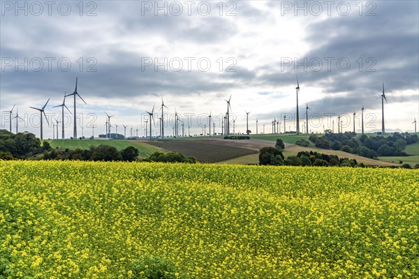 Wind farm near Lichtenau, wind turbines, rape field, North Rhine-Westphalia, Germany, Europe