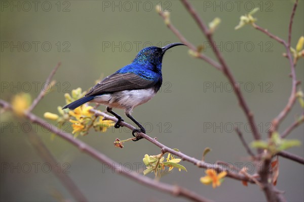White-bellied Sunbird (Cinnyris talatala), adult, male, in perch, Kruger National Park, Kruger