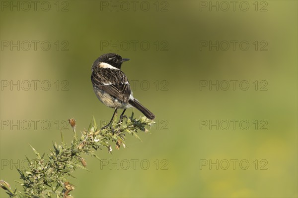 European stonechat (Saxicola rubicola) adult male bird on a Gorse bush, Suffolk, England, United