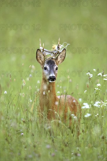 Roebuck (Der Bandlbock) biennial, has become entangled in the electric, pasture fence. Was freed by