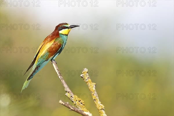 Bee-eater (Merops apiaster), bird on a perch, Salzlandkreis, Saxony-Anhalt, Germany, A colourful
