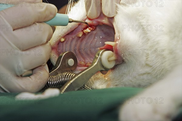 Cat, vet, remove tartar