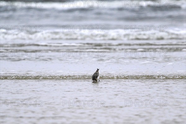 Sanderling Limikole, Usedom, September, Mecklenburg-Western Pomerania, Germany, Europe