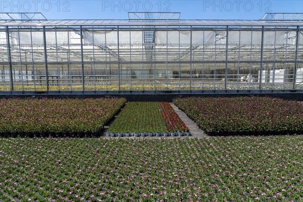 Horticultural business, greenhouse and open-air, various types of potted plants are grown here to