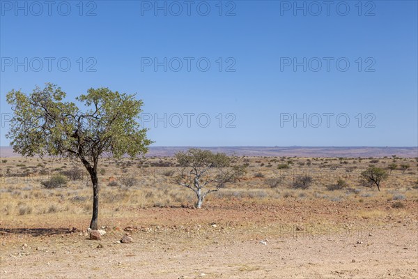 Barren desert plain with single trees in front of a far horizon, Namibia, Africa