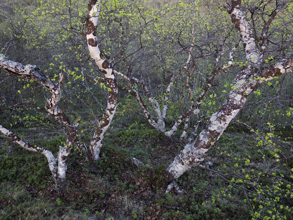 Hairy Birch (Betula pubescens), very old, stunted trees growing upon a hillside, covered in lichen,