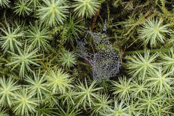 Dew-covered spider's web between common wither moss (Polytrichum commune), Emsland, Lower Saxony,