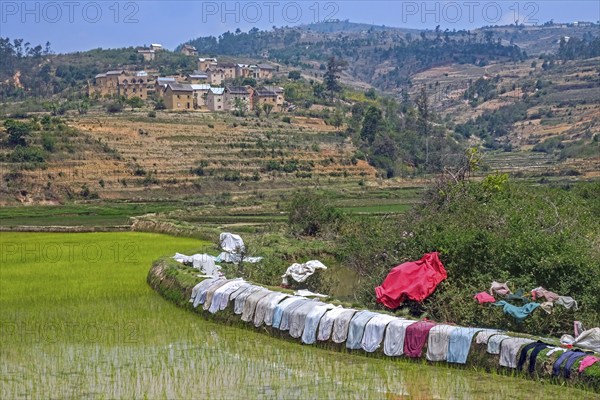 Laundry drying on dike of terraced rice field in Betsileo rural village in the Ambositra District,