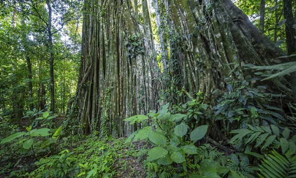 Giant strangler fig (Ficus americana), in the rainforest, Corcovado National Park, Osa, Puntarena