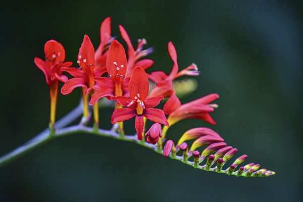 Flower of a Mombretia (Crocosmia), Bavaria, Germany, Europe