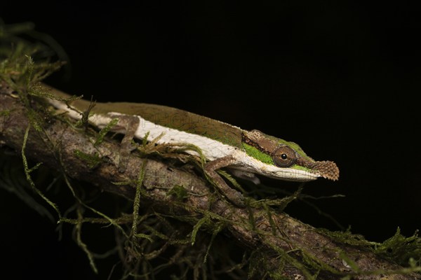Two-coloured chameleon (Calumma Roaloko) in the rainforests of eastern Madagascar