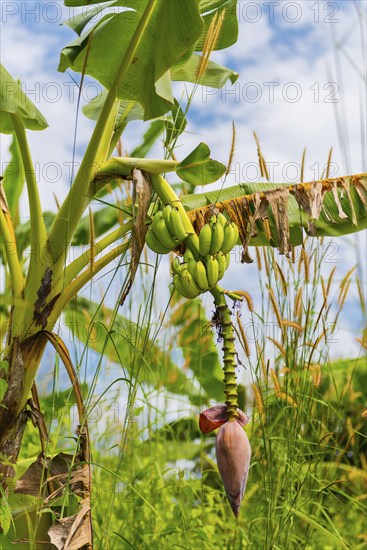 Banana tree with fruit, banana, tree fruit, plantation, crop, agriculture, agriculture, tropics,
