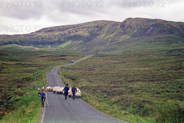 Sheep on the road, farmer, farmer's sons, boy, child, bicycle, County Donegal, Republic of Ireland,