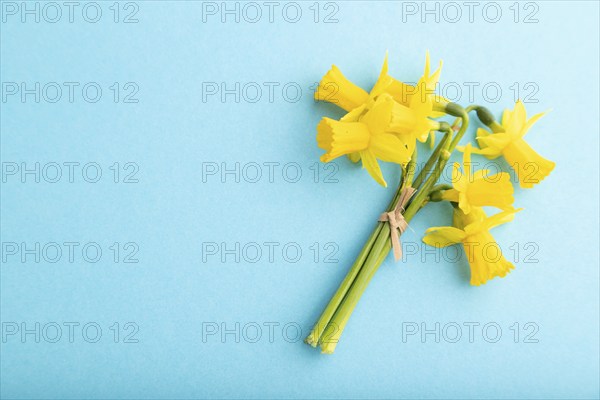 Spring snowdrop narcissus flowers bouquet on blue pastel background. top view, flat lay, copy