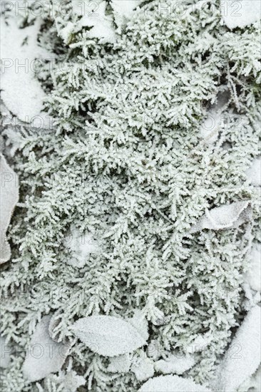Fern leaves and grass covered with hoarfrost. Abstract floral background, garden and winter concept