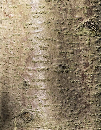 Brown and red tree bark texture with sunlight