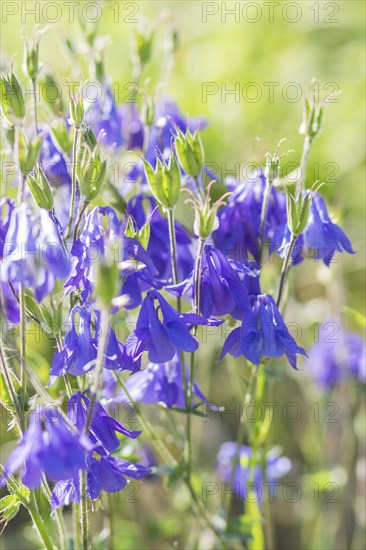 Blooming purple and blue columbine in the garden