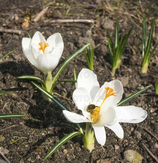 Crocuses blooming in the botanical garden in spring