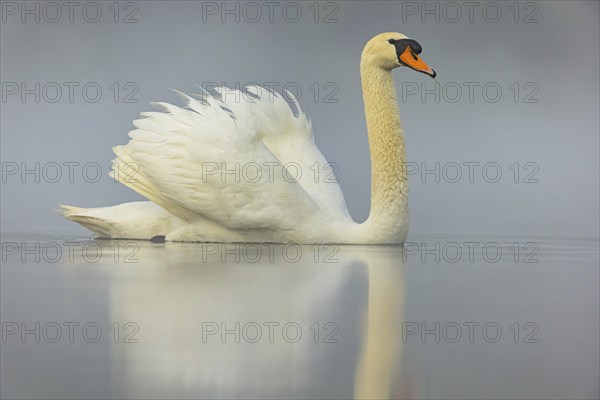 Mute swan, (Cygnus olor), romantic morning mood, Wagbachniederung, Wagh‰usl, Baden-Württemberg,