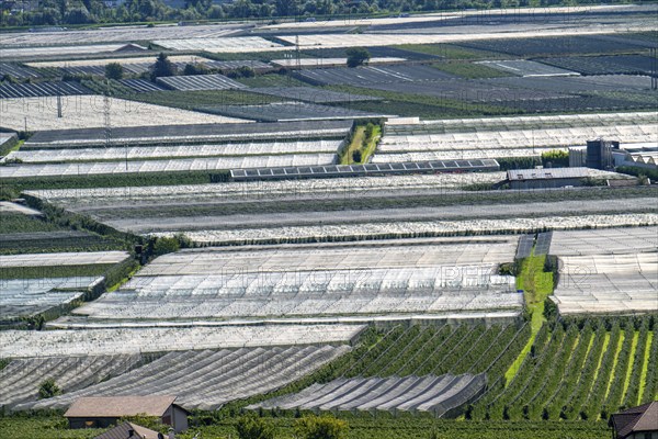 Apple-growing area and wine-growing, in the Adige Valley, South Tyrol, large areas under