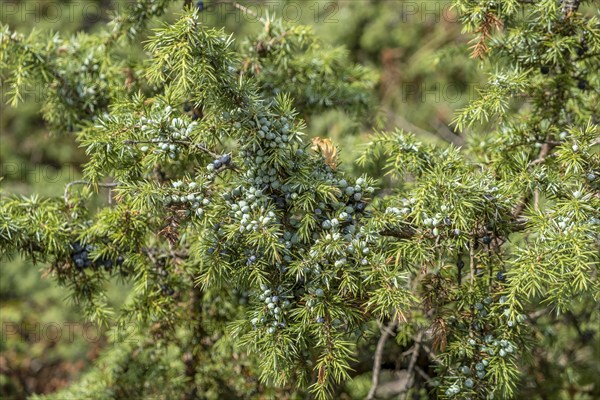 Common juniper (Juniperus communis), Netherlands