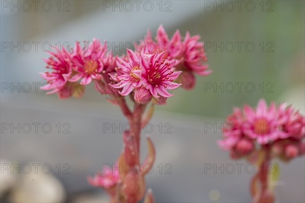 Flower of the common houseleek (Sempervivum tectorum), Bavaria, Germany, Europe