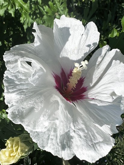 Hibiscus, Garden mallow, Althaea officinalis, Shrub mallow, rose of sharon (Hibiscus syriacus)
