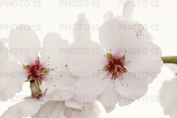 Almond tree (Prunus dulcis, Prunus amygdalus), blossoms, Hessische Bergstrasse, Hesse, Germany,