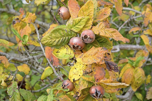 Common medlar (Mespilus germanica), branch with fruit, Moselle, Rhineland-Palatinate, Germany,