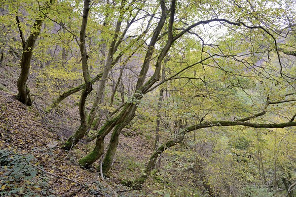 Dortebach valley in autumn, steep slopes, european hornbeams (Carpinus betulus) with a curious