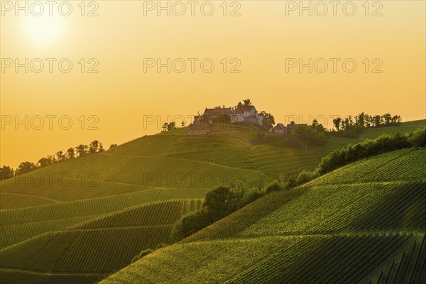 Vineyards and Staufenberg Castle, Durbach, Ortenau, Black Forest, Baden-Württemberg, Germany,