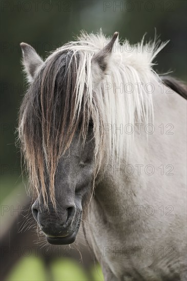 Dülmen wild horse, portrait, Merfelder Bruch, Dülmen, North Rhine-Westphalia, Germany, Europe