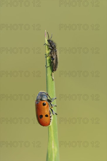 Woolly beetle (Dasytes aeratus) and leaf beetle (Lachnaia cylindrica), Provence, southern France