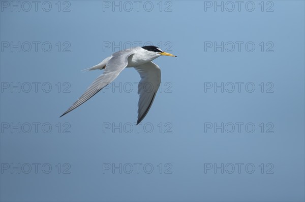 Little tern (Sternula albifrons) adult bird in flight against a blue sky, Suffolk, England, United