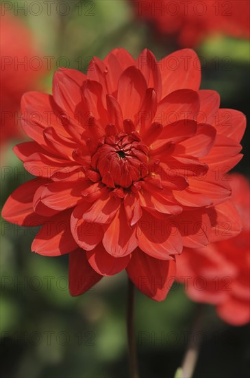 Dahlia 'My Valentine' (Dahlia Hybride), flower, ornamental plant, North Rhine-Westphalia, Germany,