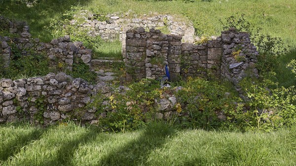 Ruins of Byzantine churches, stone ruins overgrown with plants in a green environment, peacock